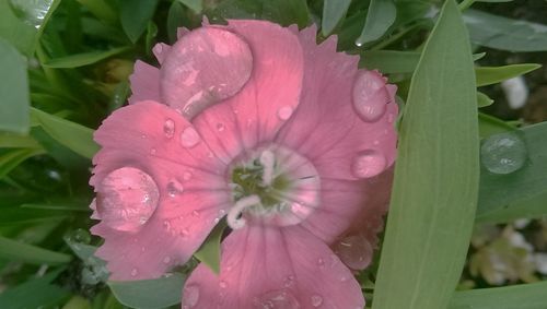 Close-up of pink flowers