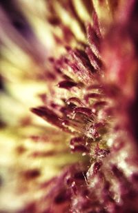 Close-up of plant against blurred background