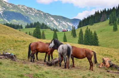 Horses standing on field against mountains