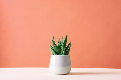 Close-up of potted plant on table against wall