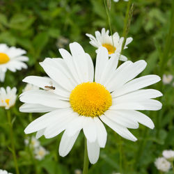Close-up of white cosmos flower blooming outdoors