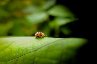 Close-up of ladybug on leaf