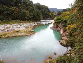 Scenic view of river amidst trees in forest