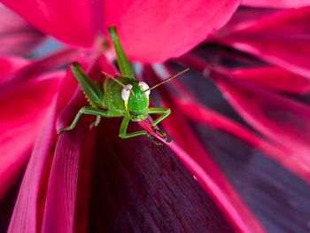 Close-up of grasshopper on flower