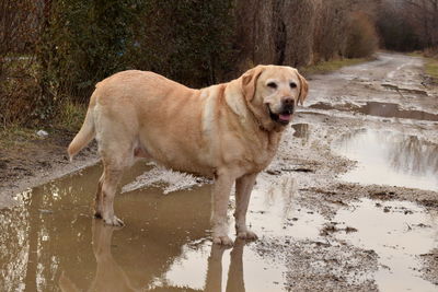 Dog on lake