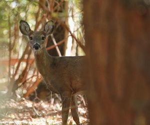 Portrait of deer