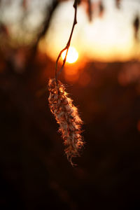 Close-up of plant against blurred background