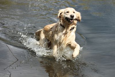 Dog running in water