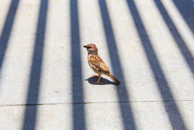 High angle view of bird