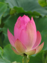 Close-up of pink lotus