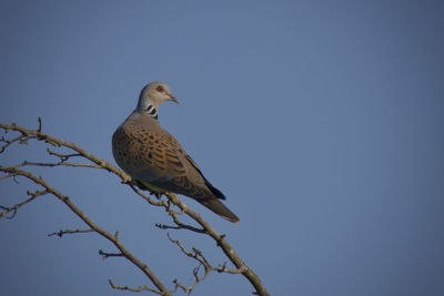 Low angle view of bird perching against clear blue sky