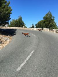 Goats walking on road