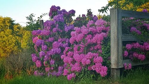 Pink flowers blooming on tree