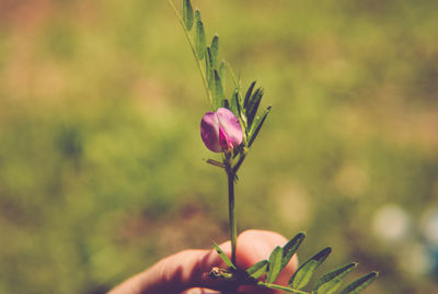 Close-up of flower blooming outdoors