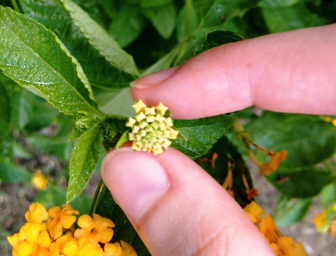 CLOSE-UP OF PERSON HOLDING FLOWERS