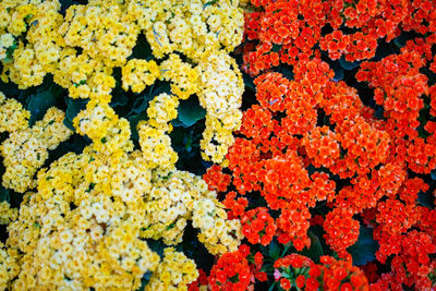 High angle view of flowering plants