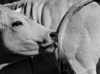 Close-up of cow