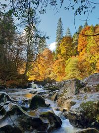 River flowing through rocks in forest during autumn