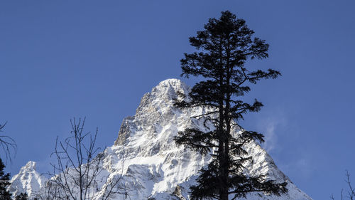 Low angle view of tree against clear sky