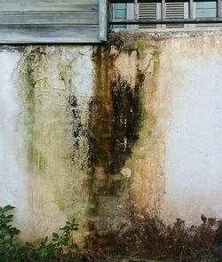 Plants against wall