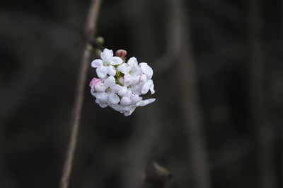 Close-up of white flowering plant