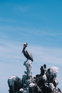 Low angle view of bird perching on rock against sky
