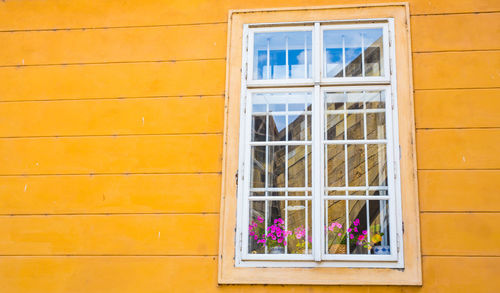 Potted plant on window of building