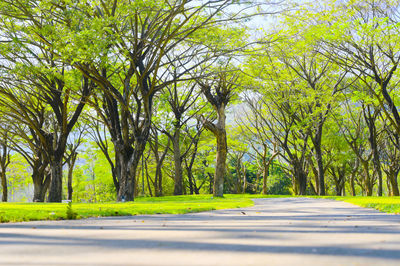 Empty road amidst trees in city