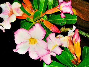 Close-up of pink flowers