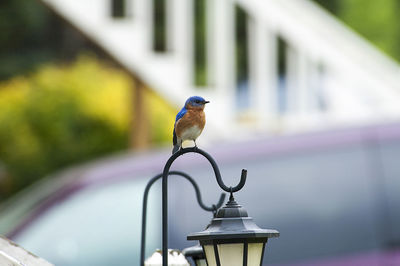 Close-up of bird against wall