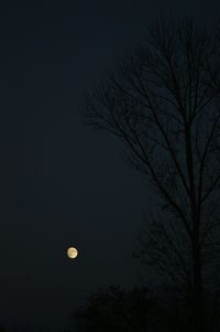 Low angle view of bare trees against sky