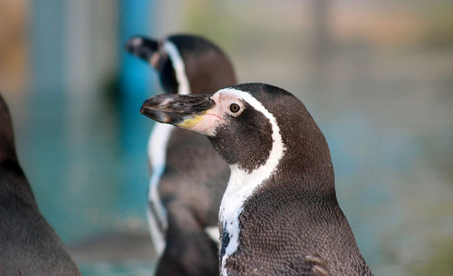 Close-up of penguin against blurred background