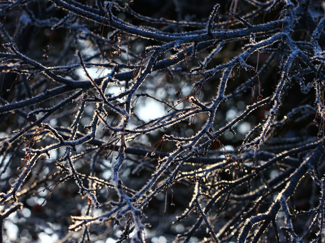 cold temperature, winter, snow, branch, nature, twig, weather, frozen, outdoors, day, focus on foreground, no people, close-up, ice, tree, beauty in nature, dried plant