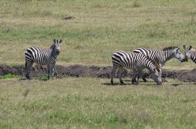 Zebras in a field