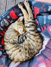 High angle view of cat sleeping on bed