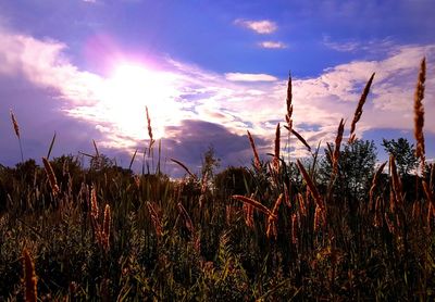 Scenic view of field against cloudy sky