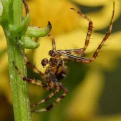 Close-up of spider on web