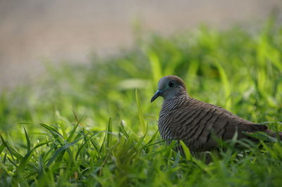 Close-up of a bird on field