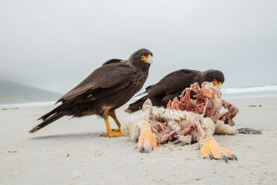 View of birds on beach