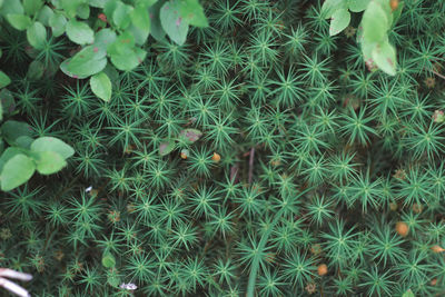 High angle view of succulent plants on field