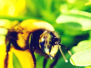 Close-up of insect on flower