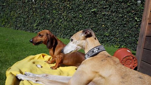 High angle view of dogs resting on grassy field