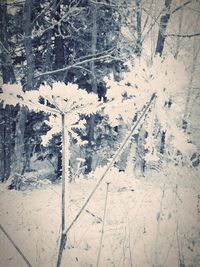 Close-up of frozen tree during winter