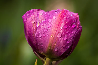 Close-up of wet plant