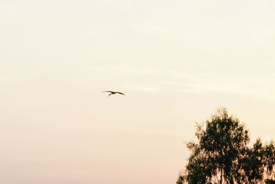 Low angle view of bird flying in sky