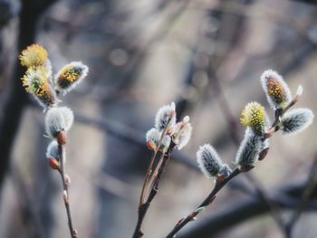 Close-up of flowers against blurred background