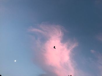 Low angle view of silhouette bird flying in sky