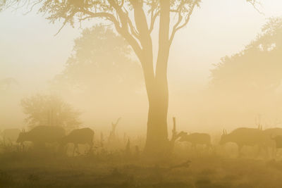 View of giraffe on field against sky