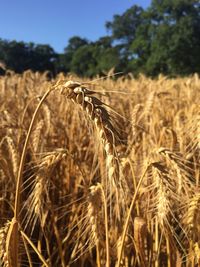 Close-up of wheat field