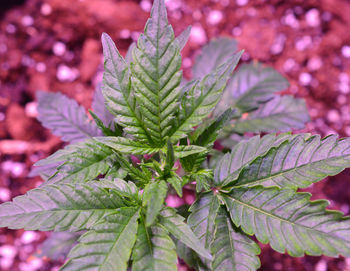 Close-up of green leaves